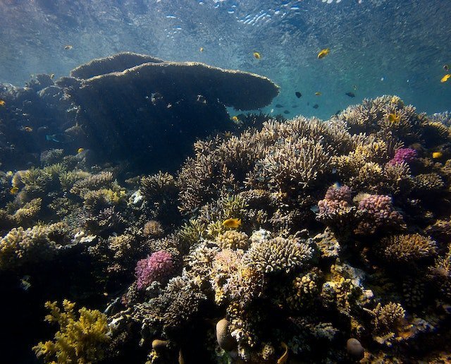 UN Climate Report Warns of Irreversible Damage to Earth&rsquo;s Ecosystems