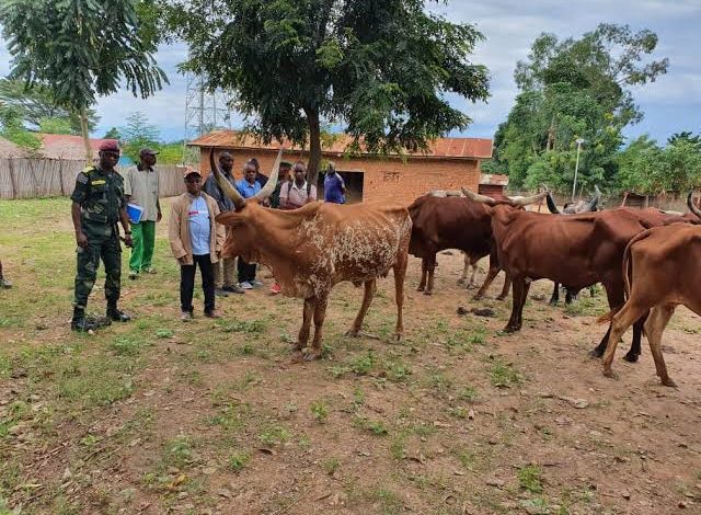Sécurité : 36 vaches volées par les rebelles Mai-Mai Récupéré les FARDC Au total 36 vaches ont été récupérés par les FARDC dans une opération d’attaque contre la coalition mais-mais Kijangala Buhirwa et Kapapa au courant de cette semaine dans le territoire d'Uvira au sud-kivu. Dans un communiqué rendu public sur les réseaux sociaux par le porte-parole des FARDC, au sein du secteur opérationnel sokola 2 au sud sud-kivu, ce dernier dénoncé avoir mené en date du 3 juin au 4 juin 2022 une opération de traque contre la coalition des présumés mai-mai Kijangala, Buhirwa et Kapapa dans le territoire d'Uvira, groupement de Kigoma et le Lemera, actuellement sur la colline appelée Kasasa où ces présumés rebelles avaient un poste de commandement. Selon notre de l'information au cours de cette attaque les forces armées de la République démocratique du Congo (FARDC) ont récupéré 36 vaches qui ont été volés par ces rebelles dans de semaine dernière. La même source fait également savoir que ces vaches récupérer par les FARDC a été remis à leurs propriétaires sur l'ordre du commandant secteur opérationnel sokola 2 au sud sud-kivu, le général Ramazani Fundi. Chose que la population de cette contrée a grandement remercie le secteur opérationnel sokola 2. Correspondant FIZI/ Asandi muzungu Tony Plus24actu.com +243904472962